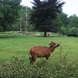 Eastern Bongo @ Prague zoo