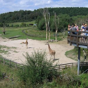 Baringo giraffe exhibit @ Prague zoo