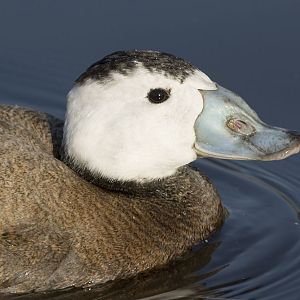 White-headed stifftail drake at Martinmere