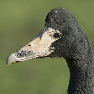 Magpie goose at Martinmere
