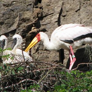 Yellow-billed stork nest at Prague Zoo