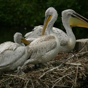 Dalmatian pelicans @ Prague zoo