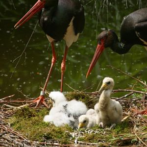 Black storks @ Prague zoo