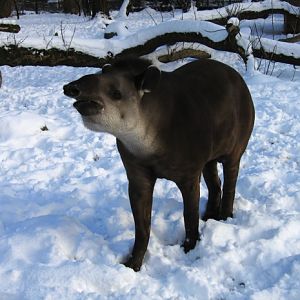 Lowland Tapir @ Prague zoo