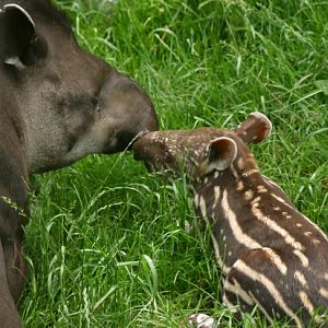 Lowland Tapir @ Prague zoo