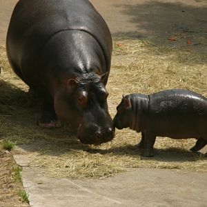 Hippopotamus @ Prague zoo