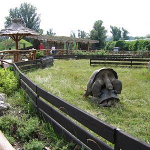 Giant tortoise exhibit @ Prague zoo