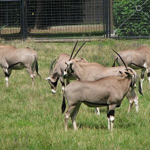 Oryx beisa @ Prague zoo