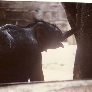 Jubilee baby Asian Elephant Chester Zoo 12 May 1977