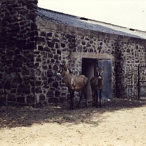 Roan Antelope Chester Zoo 14 July 1990