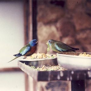 Splendid Parakeets Chester Zoo 13 June 1984