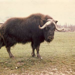 Musk Ox Chester Zoo 12 April 1979