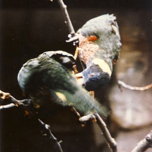 Swainson's Lorikeets Chester Zoo 19 April 1979