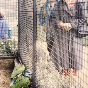 St Lucia Amazon Parrots Jersey Zoo 26 March 1989