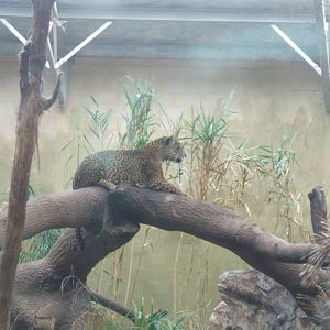 Jaguar at Chester Zoo