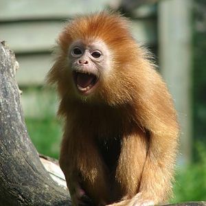 Espace Zoologique de la Boissière du Doré (France) - Javan Langur