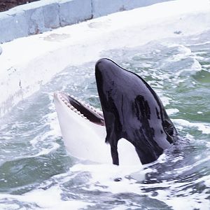 Killer whale at Dudley