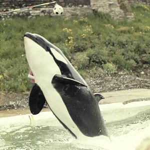 Killer whale performing at Dudley