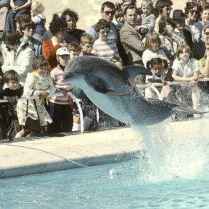 Bottle-nosed dolphin