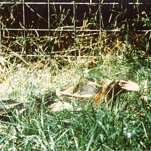 Wedge-tailed Eagle Chester Zoo 12 August 1976
