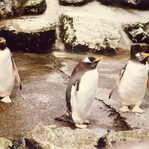 Gentoo Penguins Chester Zoo 19 April 1979