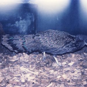Malayan Peacock Pheasant Chester Zoo 11 May 2002