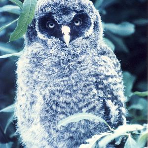 Great Grey Owl chick Chester Zoo 21 June 2001