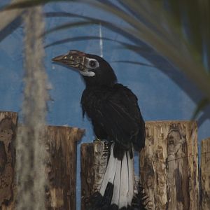 Visayan tarictic hornbill female