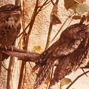 Tawny Frogmouths Chester Zoo 31 August 1983