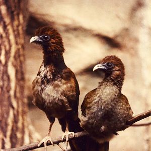 Variable Chacalaca chicks Chester Zoo 31 August 1983