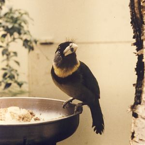 Fire-tufted Barbet Chester Zoo 13 August 1984