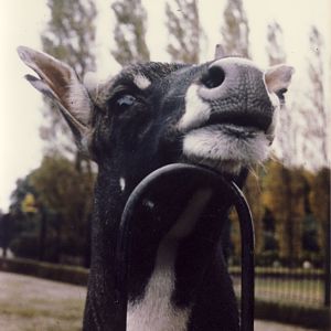 Nilgai Chester Zoo 23 Spetember 1976