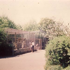 Jaguar Enclosures Chester Zoo 25 May 1978