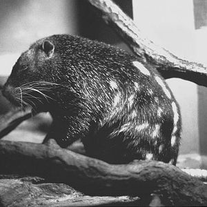 Pacarana at Bristol (B/W version)