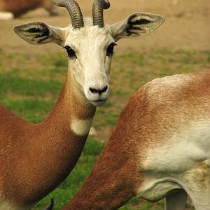 Dama Gazelle @ Dvur Kralove