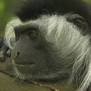 Angolan Colobus @ Dvur Kralove