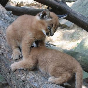 Young caracals @ Jihlava zoo