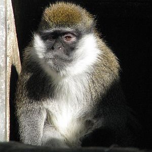 Bale mountains vervet @ Jihlava zoo