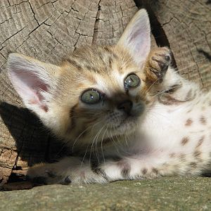 Arabian wild cat @ Jihlava zoo