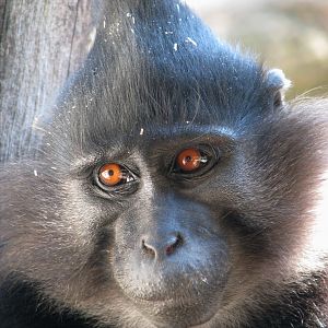 Black mangabey @ Jihlava
