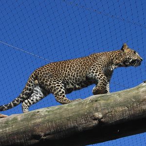 Sri Lanka leopard @ Jihlava zoo