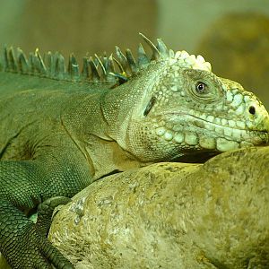 Lesser Antilles iguana