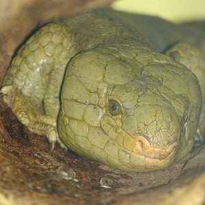 Prehensile tailed skink