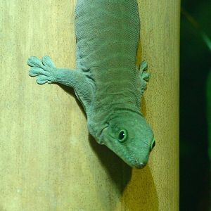 Standing's Day gecko