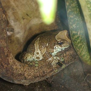 Mission Golden eyed tree frog