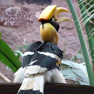 Female great indian hornbill