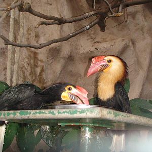 Writhed hornbill