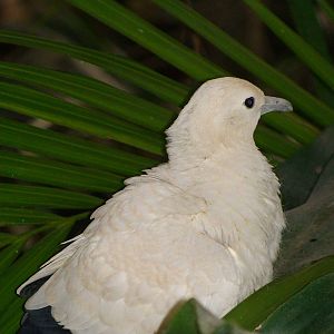 Juvenile pied imperial pigeon