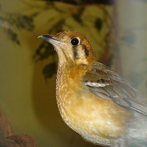 Orange headed ground thrush
