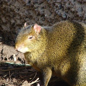 Azara's Agouti